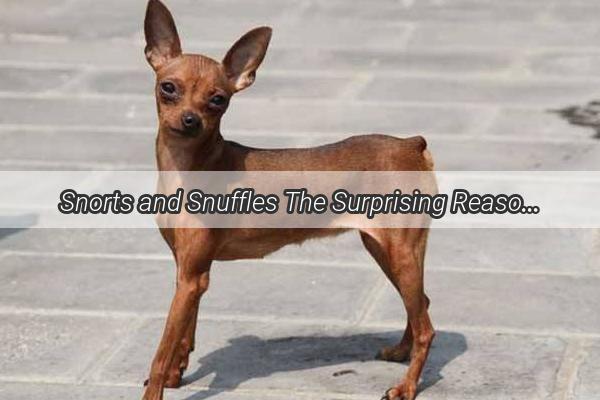 Snorts and Snuffles The Surprising Reason Why Your Dog Might Be Reversing Its Breath